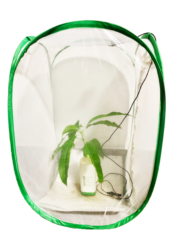 Caresheet Leaf Insects คู่มือดูแล ตั๊กแตนใบไม้ TIGER's Beetle Breeding