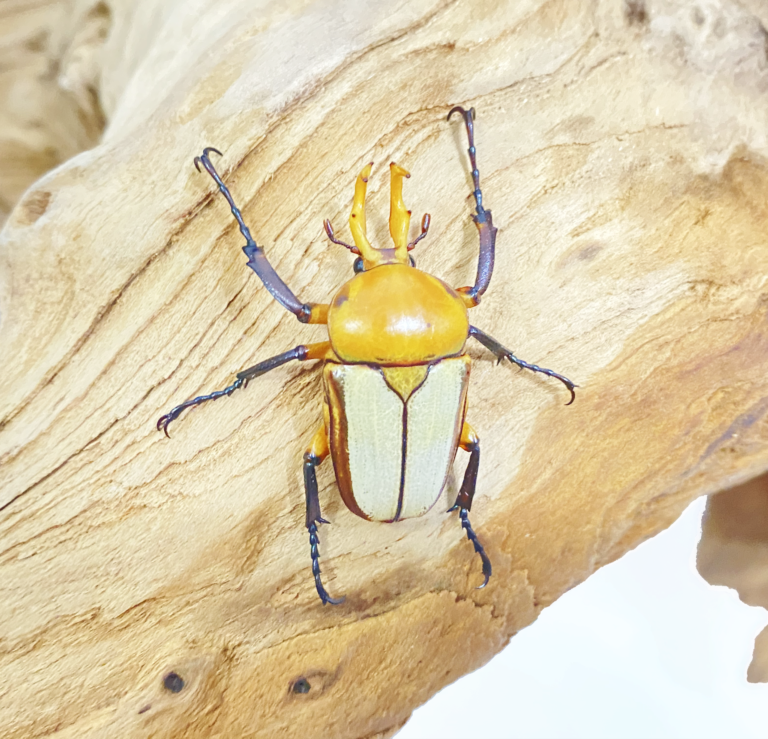 รายการ 100+ ภาพพื้นหลัง ด้วง ดอกไม้ ใหม่ที่สุด